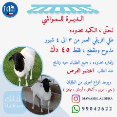 جميع أنواع الطليان