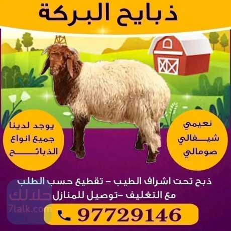 aghnam-llbyaa-thbayh-llbyaa-ghnm-llbyaa-ksab-alkoyt-97729146-big-0