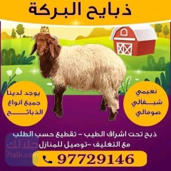 غنم للبيع #ذبايح للبيع# اغنام للبيع# قصاب الكويت#97729146