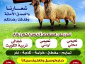 byaa-aghnam-thbayh-alkoyt-tosyl-thbayh-97134345-small-0