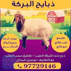 غنم للبيع اغنام للبيع ذبايح للبيع قصاب 97729146