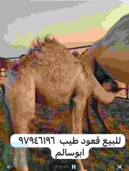 قعود تحت امه محلي