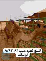 للبيع قعود محلي تحت امه ( انتاج )