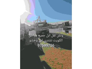 كبد